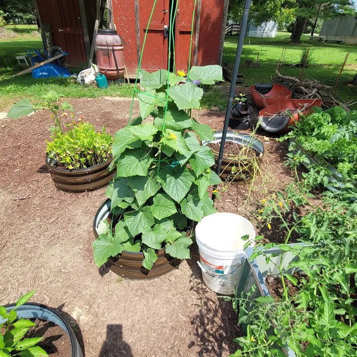 Phoenix Nest Picture 8