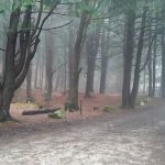 Kelly Pines Equestrian Campground