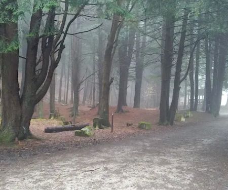 Kelly Pines Equestrian Campground