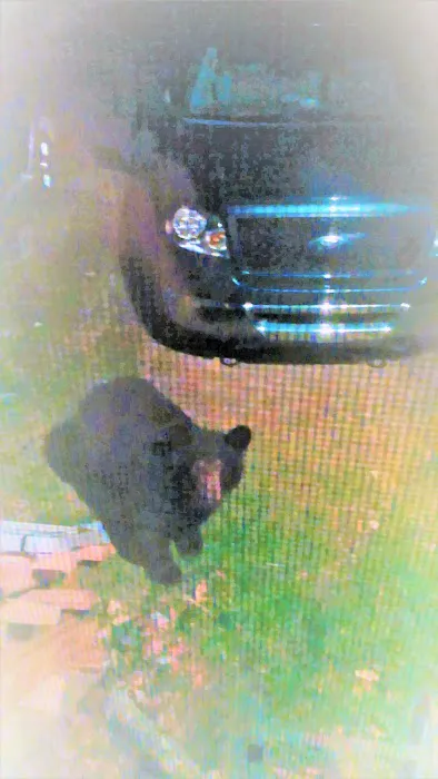 Bear Claw Campground Picture 9