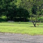 Ridgway Mills Campsites