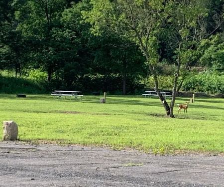 Ridgway Mills Campsites