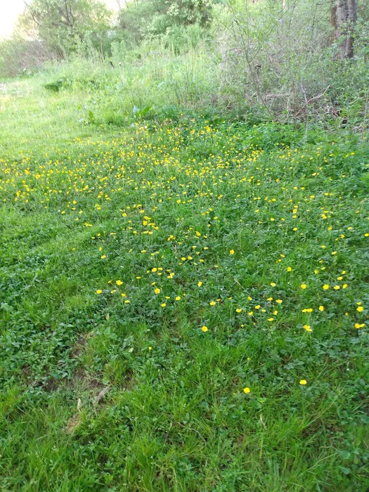 Kellettville Recreation Area Campground Picture 5
