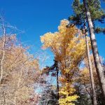 Jaggers Point Campground