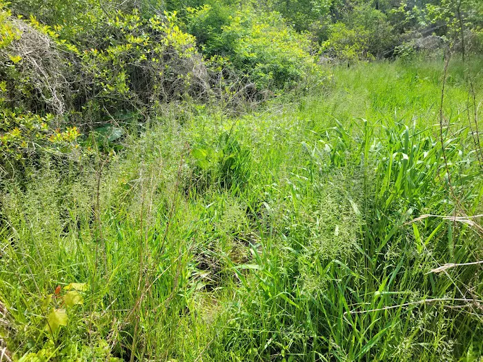 Oldman's Creek Campground Picture 6