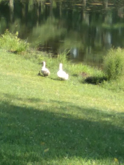 Holly Green Camping Grounds Picture 1
