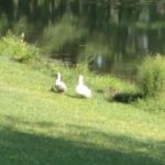 Holly Green Camping Grounds