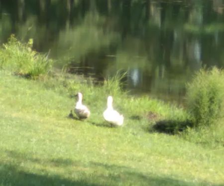 Holly Green Camping Grounds