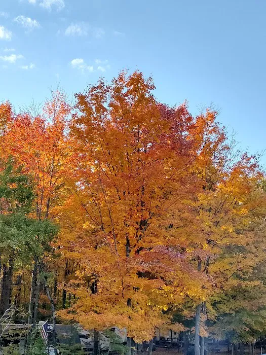 Bettum's Idlewood Family Campground Picture 2