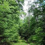 Minister Creek Campground