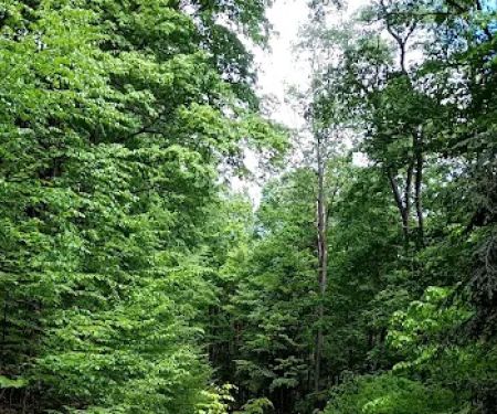 Minister Creek Campground