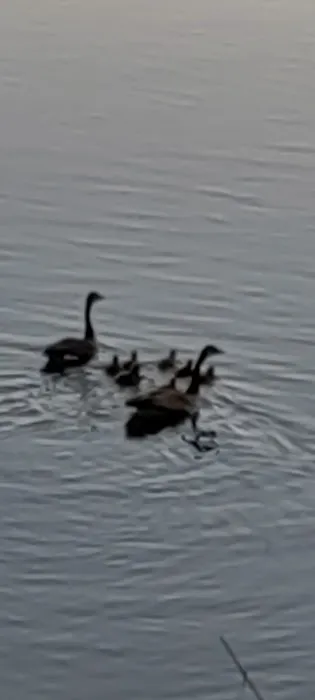 A1 Susquehanna Campground Picture 8