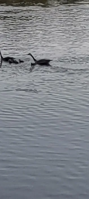 A1 Susquehanna Campground Picture 5