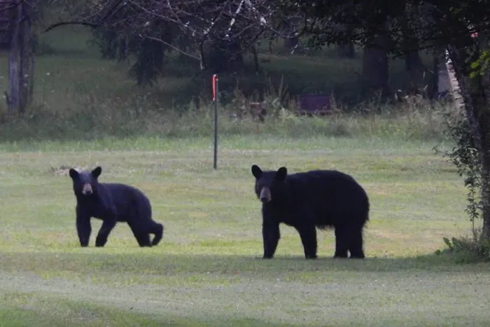 Black Bear Campground Picture 9