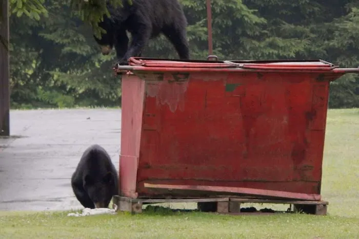 Black Bear Campground Picture 8