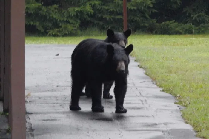 Black Bear Campground Picture 7
