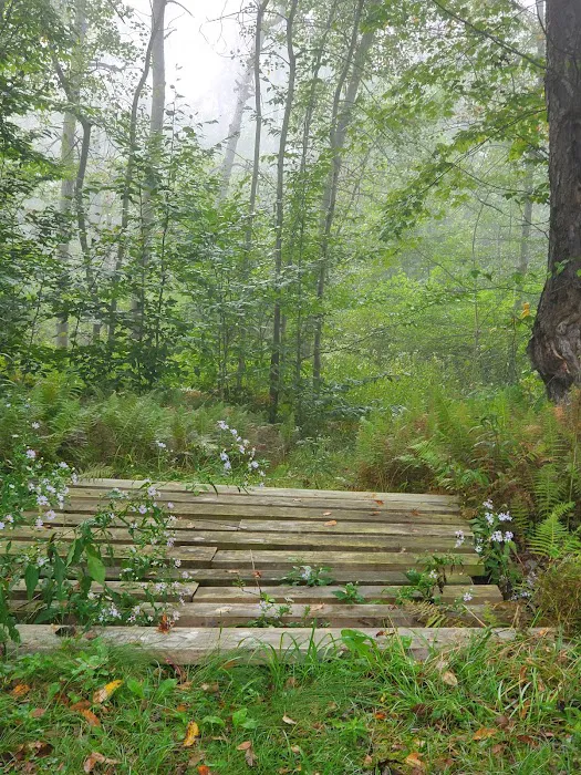 Black Bear Campground Picture 3