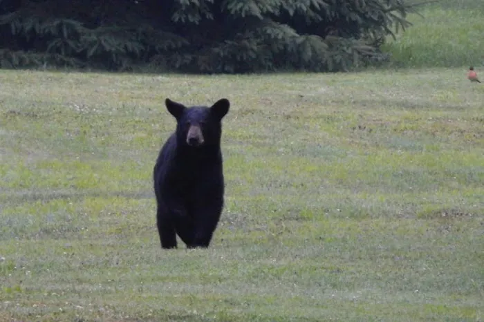 Black Bear Campground Picture 4