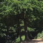 Majestic Kamp & Lost Trails