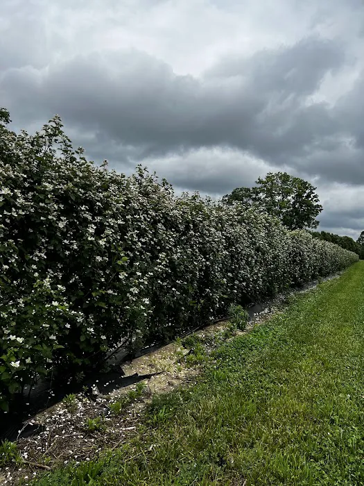 Berryman's Branch Picture 4