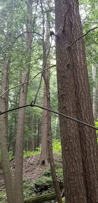 Pine Grove Campground Picture 4