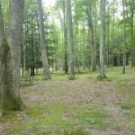 Hooks Brook Campground