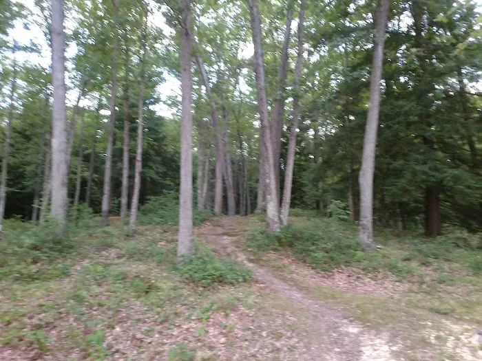 Hooks Brook Campground Picture 9