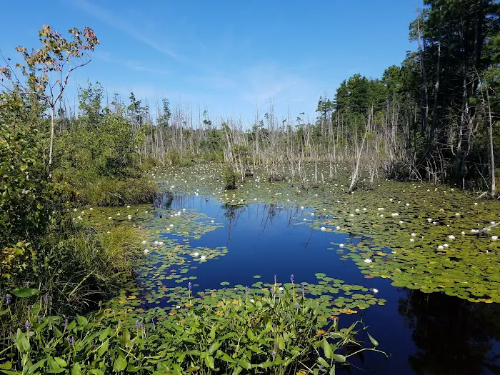 Goshen Pond Camping Area Picture 4