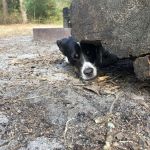 Goshen Pond Camping Area