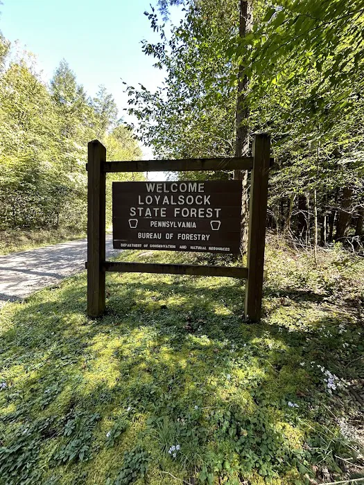 Loyalsock State Forest campsite #360 Picture 4