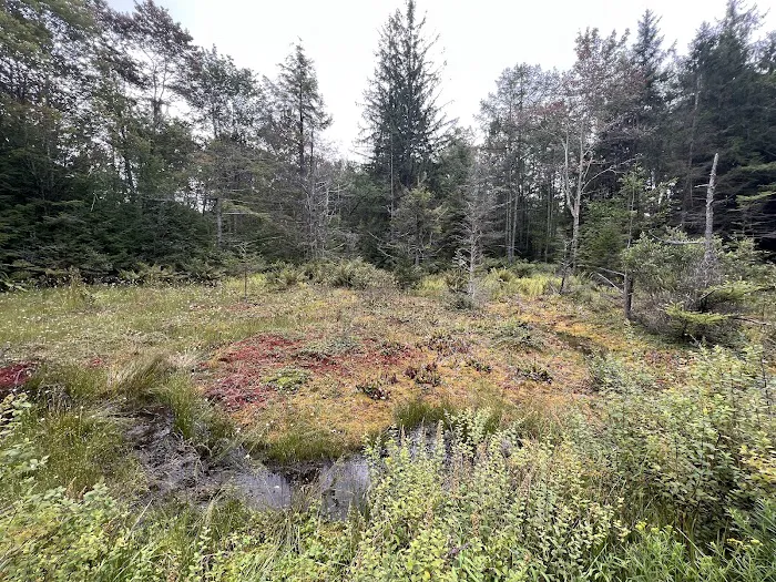 Loyalsock State Forest campsite #360 Picture 1