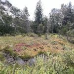 Loyalsock State Forest campsite #360
