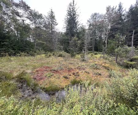 Loyalsock State Forest campsite #360