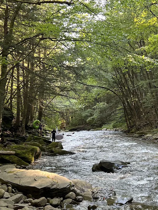 Loyalsock State Forest campsite #360 Picture 2