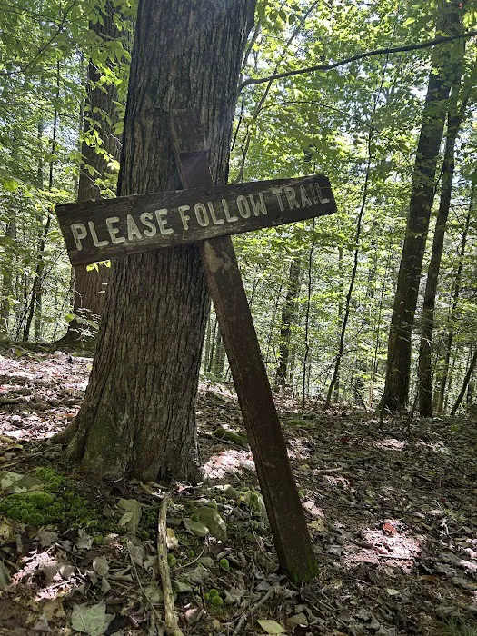 Loyalsock State Forest campsite #360 Picture 3
