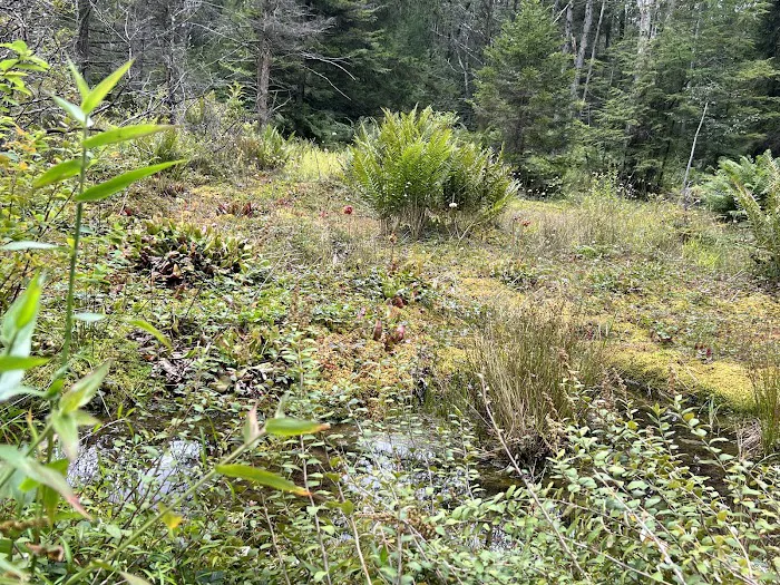 Loyalsock State Forest campsite #360 Picture 5