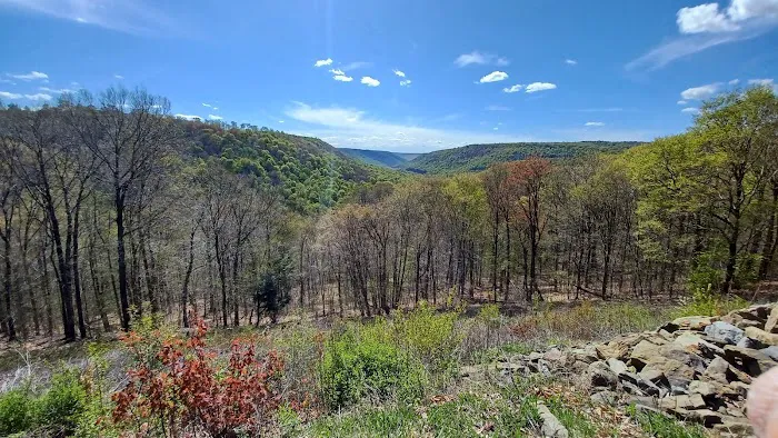 Loyalsock State Forest campsite #360 Picture 7