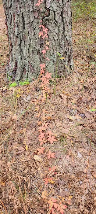 Buttonwood Hill Campsite Picture 6