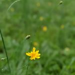 County Bridge Campground