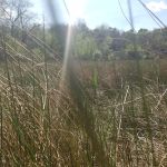 Lakeshore Mobile Village