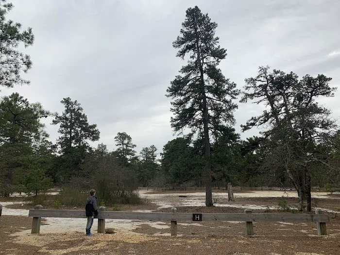 Bodine Field Campground Picture 2