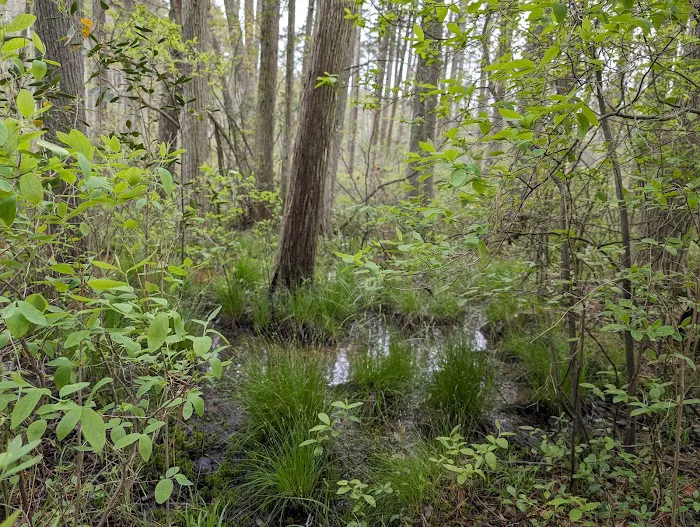 South Campground at Bass River State Forest Picture 1
