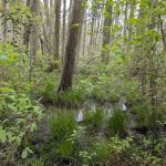 South Campground at Bass River State Forest