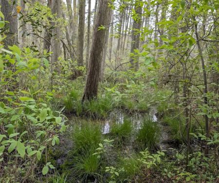 South Campground at Bass River State Forest