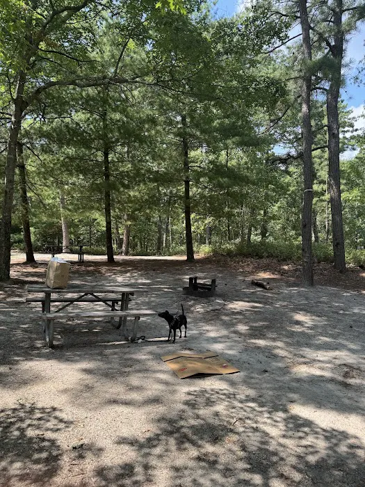 South Campground at Bass River State Forest Picture 6
