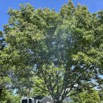 Ives Run Campground