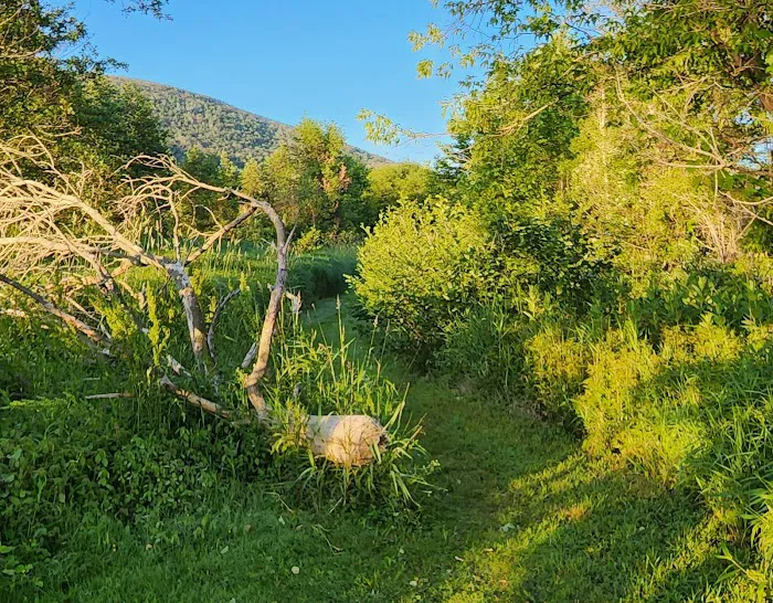 Ives Run Campground Picture 2