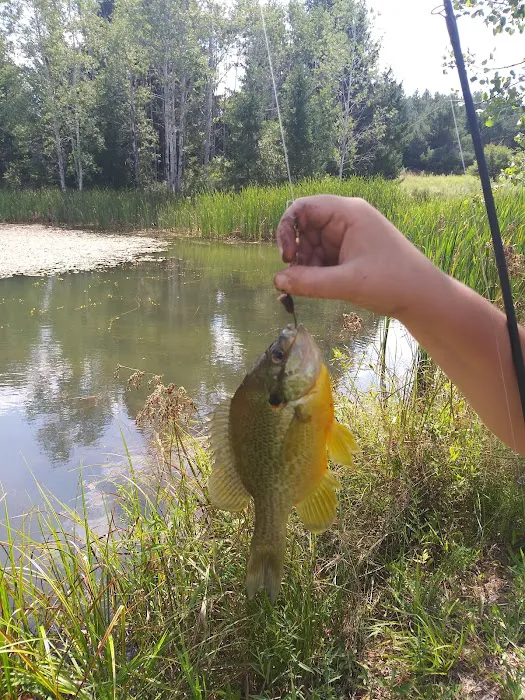 Rushford Lake Campground Picture 7