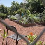 Pine Tree Park