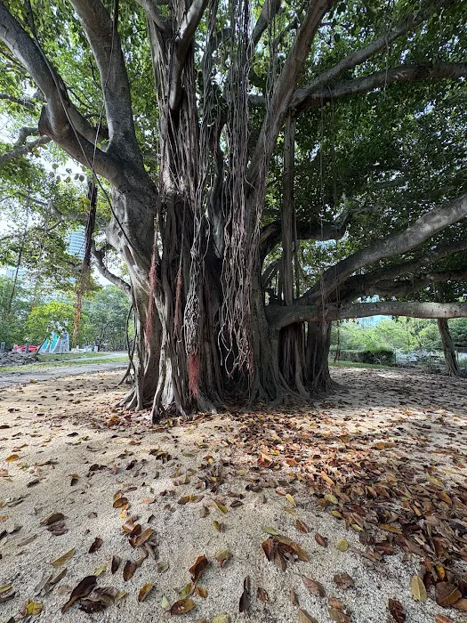 Pine Tree Park Picture 3